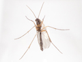 Boletina gripha